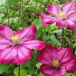 Clematis Ville de Lyon