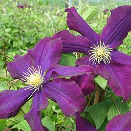 Clematis Warszawska Nike