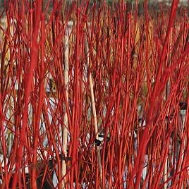 Cornus alba Sibirica (Hedging)