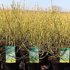 Cornus sericea White Gold