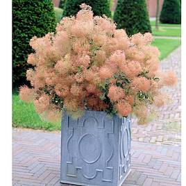 Cotinus coggygria Young Lady