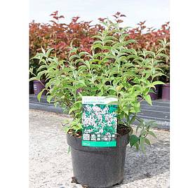 Deutzia compacta Lavender Time