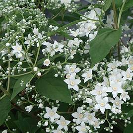 Deutzia setchuenensis var. corymbiflora