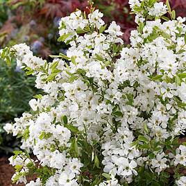 Exochorda x macrantha Niagara
