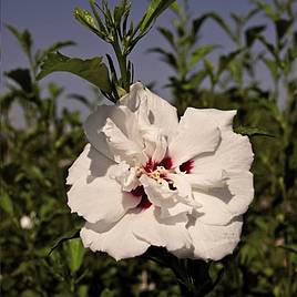 Hibiscus syriacus Lady Stanley