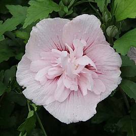 Hibiscus syriacus Pink Chiffon