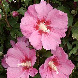 Hibiscus syriacus Pink Giant