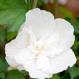 Hibiscus syriacus White Chiffon