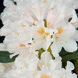 Rhododendron Cunninghams White