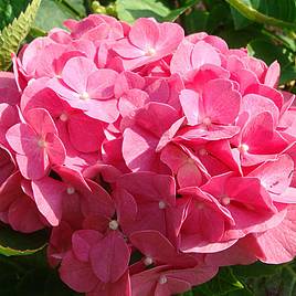 Hydrangea macrophylla King George V