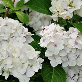 Hydrangea macrophylla Mme E. Mouillere