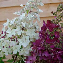 Hydrangea paniculata Candlelight