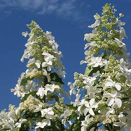 Hydrangea paniculata Levana