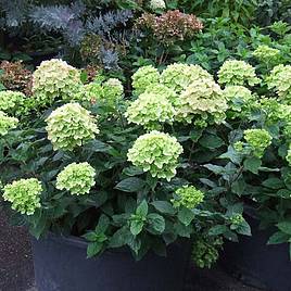 Hydrangea paniculata Little Lime