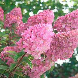 Hydrangea paniculata Sundae Fraise