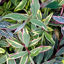 Hypericum x moserianum Tricolor