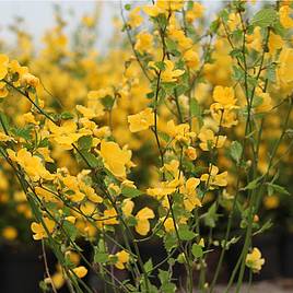 Kerria japonica Golden Guinea
