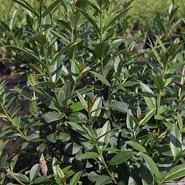 Ligustrum vulgare Atrovirens (Hedging)