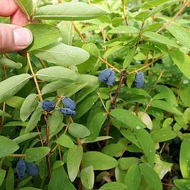 Lonicera kamtschatica Blue Velvet