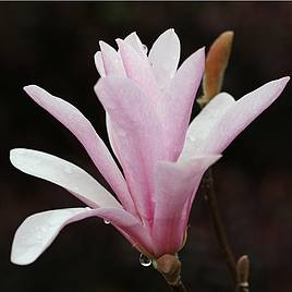 Magnolia x loebneri Leonard Messel