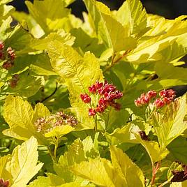 Physocarpus opulifolius Angel Gold