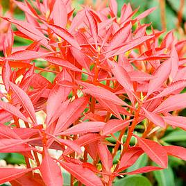 Pieris japonica Mountain Fire