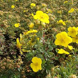 Potentilla fruticosa Goldfinger