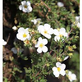 Potentilla tridentata Nuuk