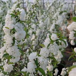 Prunus glandulosa Alba Plena