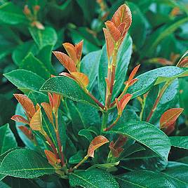 Prunus laurocerasus Etna (Hedging)