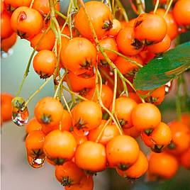 Pyracantha Golden Charmer