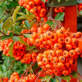 Pyracantha Orange Glow