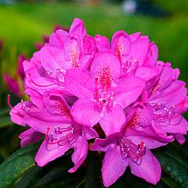 Rhododendron Amoena