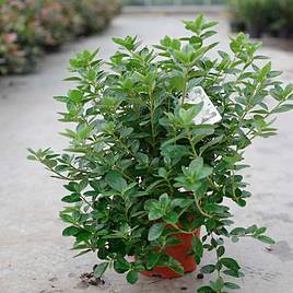 Rhododendron Palestrina