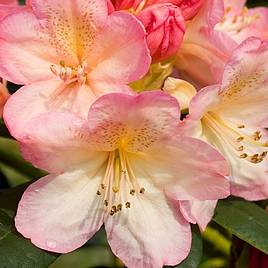 Rhododendron Percy Wiseman