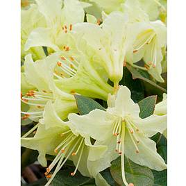 Rhododendron Shamrock