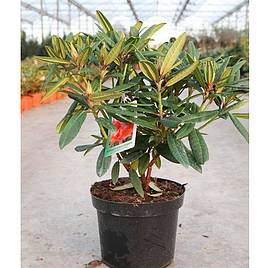 Rhododendron Tortoiseshell Orange