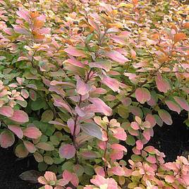 Spiraea betulifolia Tor Gold