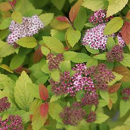 Spiraea japonica Firelight