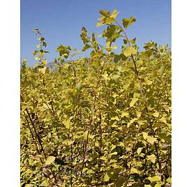 Staphylea colchica