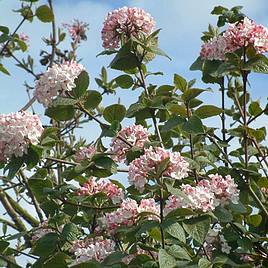 Viburnum carlesii Aurora