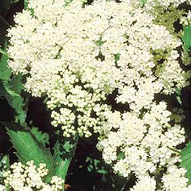 Viburnum dentatum Blue Muffin Christom