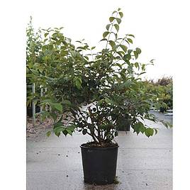 Viburnum plicatum f. tomentosum Shasta