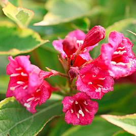 Weigela florida Moulin Rouge