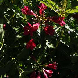 Weigela Nain Rouge