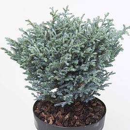 Chamaecyparis pisifera Boulevard