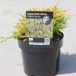 Chamaecyparis pisifera Filifera Aurea