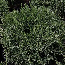 Cryptomeria japonica Compressa