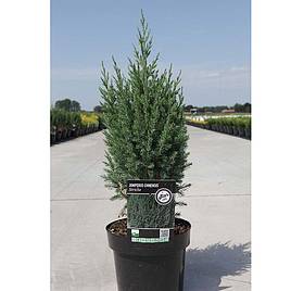 Juniperus chinensis Stricta