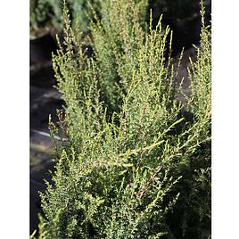 Juniperus communis Compressa